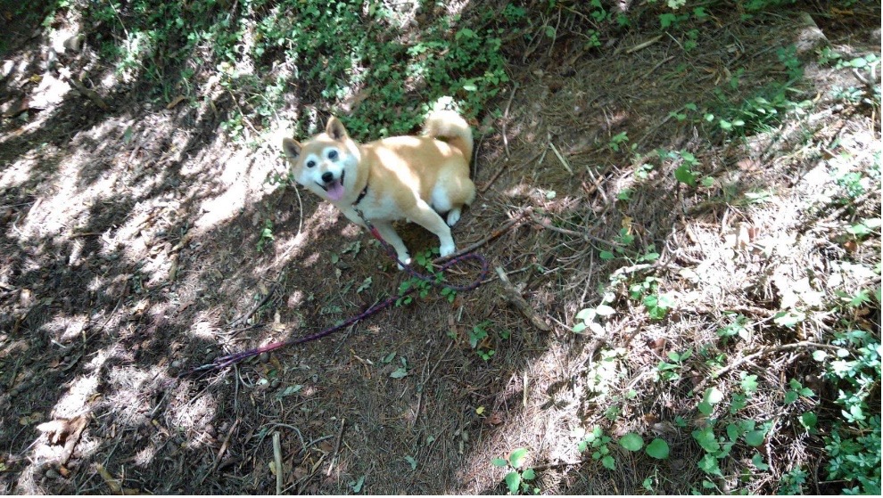 山歩き中の犬